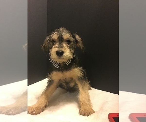 Medium Photo #6 Mutt Puppy For Sale in ENTERPRISE, AL, USA