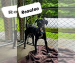 Small #4 American Pit Bull Terrier-Labrador Retriever Mix