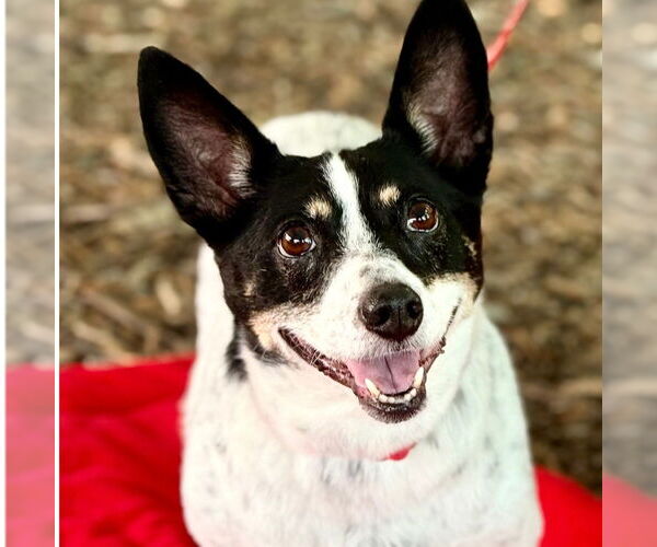 Medium Photo #4 Mutt Puppy For Sale in Canton, CT, USA