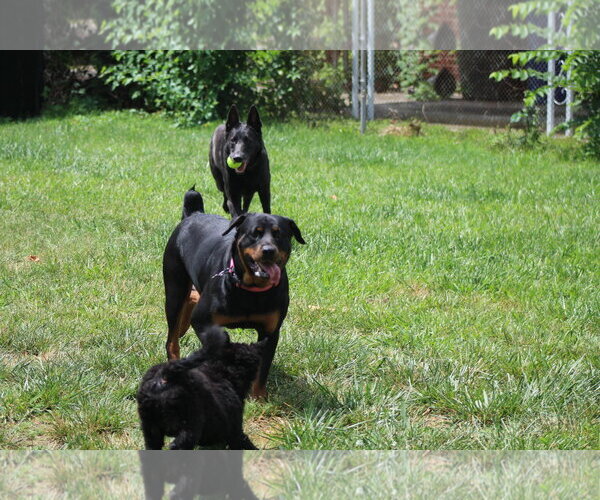 Medium Photo #7 Rottweiler Puppy For Sale in White Hall, AR, USA