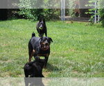 Small #6 Rottweiler
