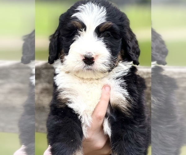 Medium Photo #5 Bernedoodle Puppy For Sale in SOCIAL CIRCLE, GA, USA