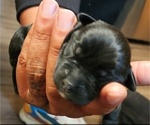 Puppy Puppy 9 Last Rottweiler-American Pit Bull Terrier