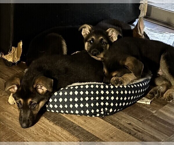 Medium Photo #3 German Shepherd Dog Puppy For Sale in SACRAMENTO, CA, USA