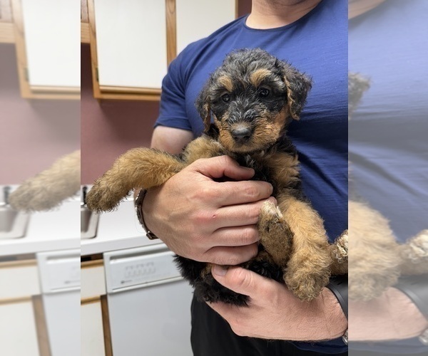 Medium Photo #7 Airedale Terrier Puppy For Sale in HACKETTSTOWN, NJ, USA