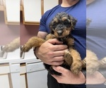 Small #6 Airedale Terrier