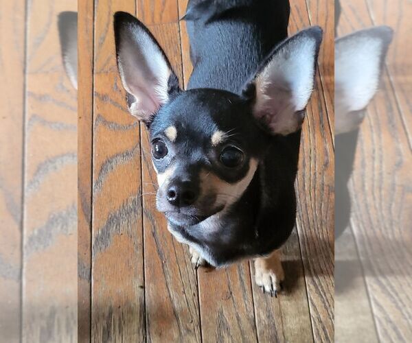 Medium Photo #1 Chihuahua Puppy For Sale in BETHPAGE, NY, USA