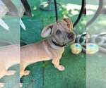 Small #25 Labrador Retriever Mix