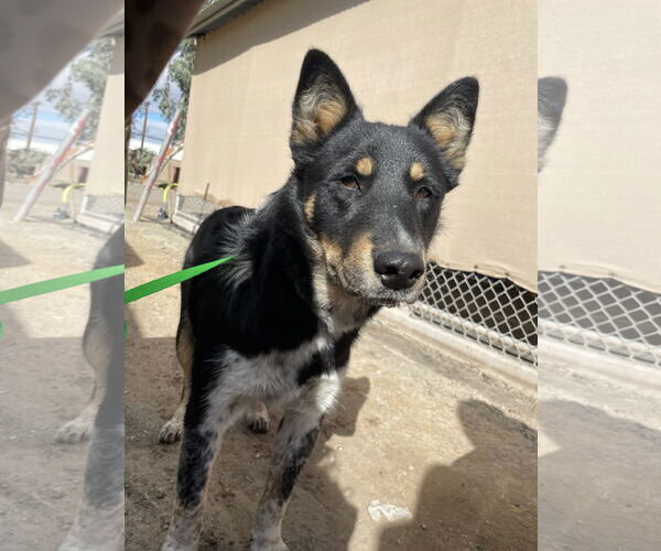 Medium Photo #1 Border Collie-Texas Heeler Mix Puppy For Sale in El Centro, CA, USA