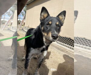 Border Collie-Texas Heeler Mix Dogs for adoption in El Centro, CA, USA