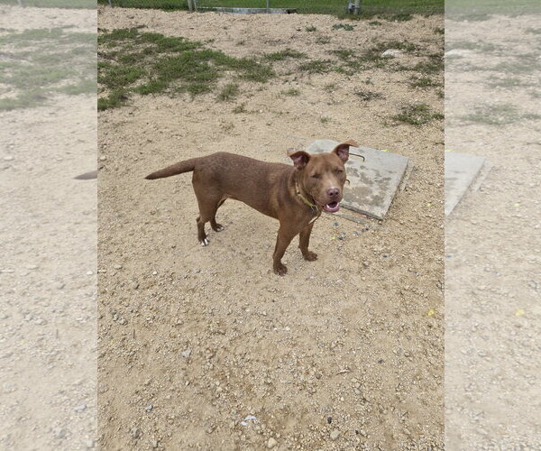 Medium Photo #1 Mutt Puppy For Sale in Maquoketa, IA, USA