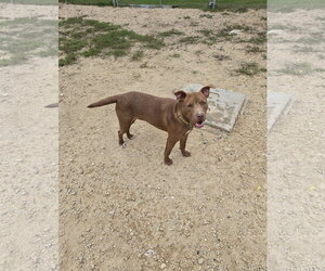 Toffee - Male Mutt Dog for Adoption