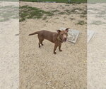 Toffee - Male Mutt Dog for Adoption - Small photo