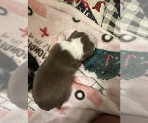 Boston Terrier Puppy for sale in SPRINGVILLE, IN, USA
