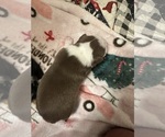 Small Boston Terrier