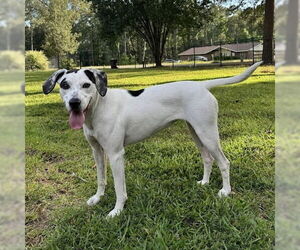 Pointer-Unknown Mix Dogs for adoption in Boston, MA, USA
