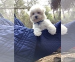 Small Photo #9 Maltese Puppy For Sale in OCKLAWAHA, FL, USA