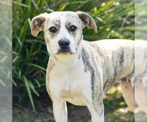 Mutt Dogs for adoption in Camarillo, CA, USA