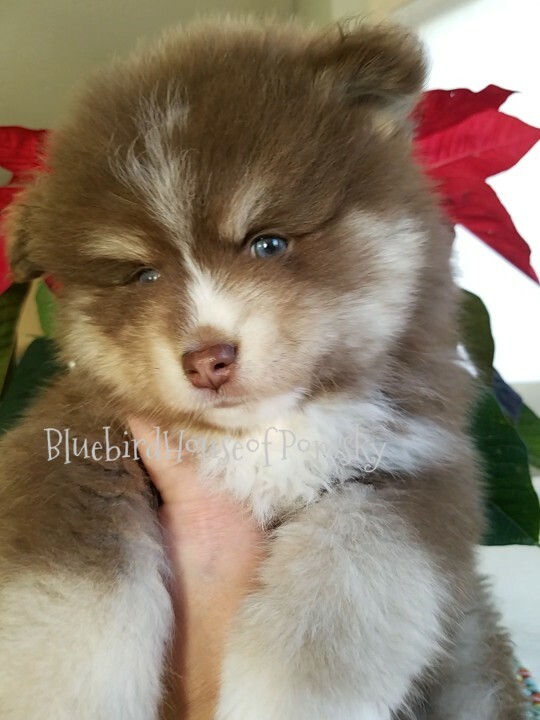 Medium Photo #33 Pomsky Puppy For Sale in ANDOVER, MN, USA