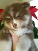 Small Photo #33 Pomsky Puppy For Sale in ANDOVER, MN, USA