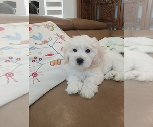 Havamalt Puppy for sale in DIAMOND BAR, CA, USA