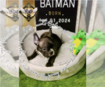 Small Photo #3 French Bulldog Puppy For Sale in ATHENS, GA, USA