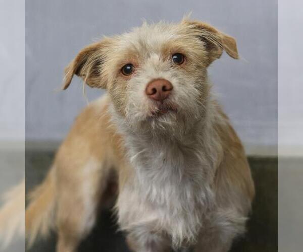 Medium Photo #1 Mutt Puppy For Sale in San Antonio, TX, USA