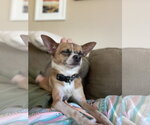 Small #1 Chihuahua Mix