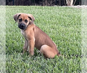Mutt Dogs for adoption in Orlando, FL, USA