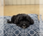 Small Photo #2 Bernedoodle Puppy For Sale in WOLCOTT, IN, USA