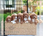 Small #1 Cavapoo (Miniature)