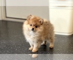 Small Photo #54 Pomeranian Puppy For Sale in WARSAW, IN, USA