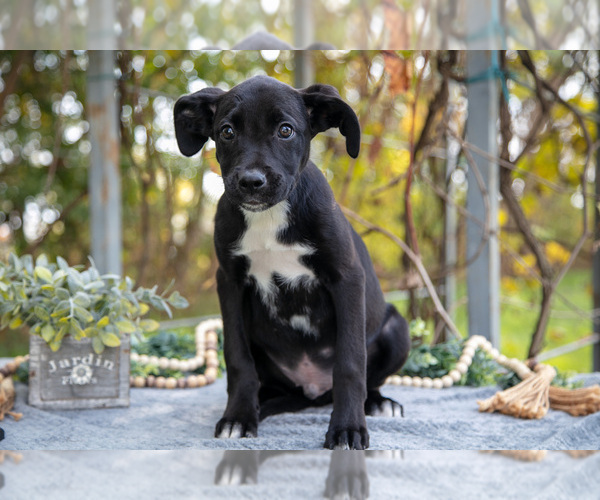 Medium Photo #11 Border Collie-Boxer Mix Puppy For Sale in MILLERSBURG, IN, USA