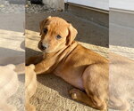 Small Photo #2 Mutt Puppy For Sale in Hillsboro, MO, USA