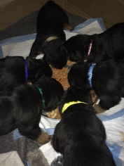 Rottweiler Puppy for sale in irwin, PA, USA