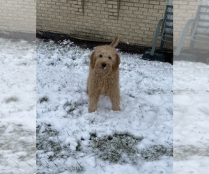 Goldendoodle (Miniature) Puppy for sale in PALOS HEIGHTS, IL, USA