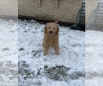 Small Photo #1 Goldendoodle (Miniature) Puppy For Sale in PALOS HEIGHTS, IL, USA
