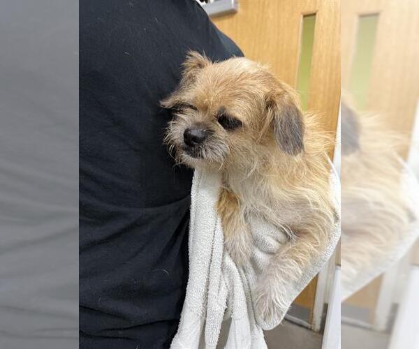 Medium Photo #1 Shih Tzu-Unknown Mix Puppy For Sale in Forestville, MD, USA