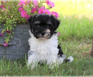 Havanese Puppy for sale in FREDERICKSBG, OH, USA