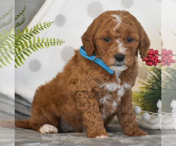 Medium Photo #3 Goldendoodle (Miniature) Puppy For Sale in GORDONVILLE, PA, USA