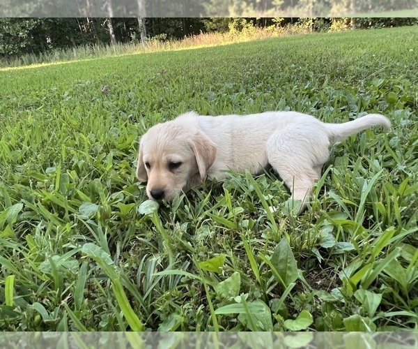 Medium Photo #16 Labrador Retriever Puppy For Sale in MARSHFIELD, MO, USA