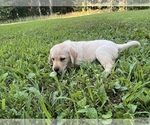 Small #15 Labrador Retriever