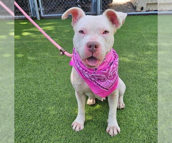Medium Photo #1 American Pit Bull Terrier-Unknown Mix Puppy For Sale in Camarillo, CA, USA
