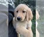 Small #1 Golden Retriever