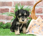 Small #7 Schnauzer (Miniature)