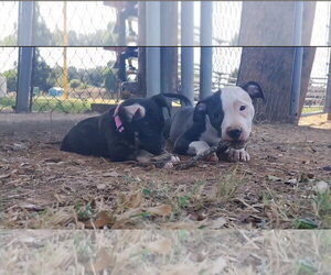 Nico- brother to Nera - Female American Pit Bull Terrier-Unknown Mix Dog for Adoption - Photo #3
