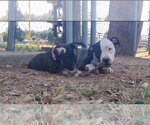Small Photo #3 American Pit Bull Terrier-Unknown Mix Puppy For Sale in Oakhurst, NJ, USA