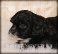Small Photo #9 ShihPoo Puppy For Sale in COPPOCK, IA, USA