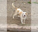 Small #1 Beagle-German Shepherd Dog Mix