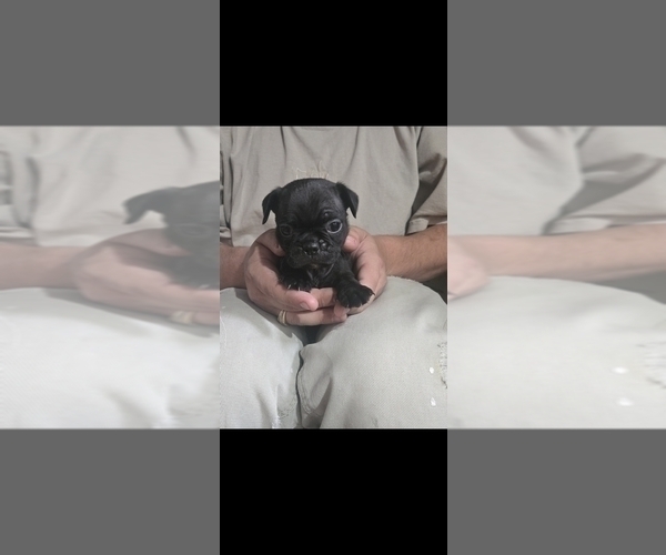 Medium Photo #13 Buggs Puppy For Sale in INDIANAPOLIS, IN, USA